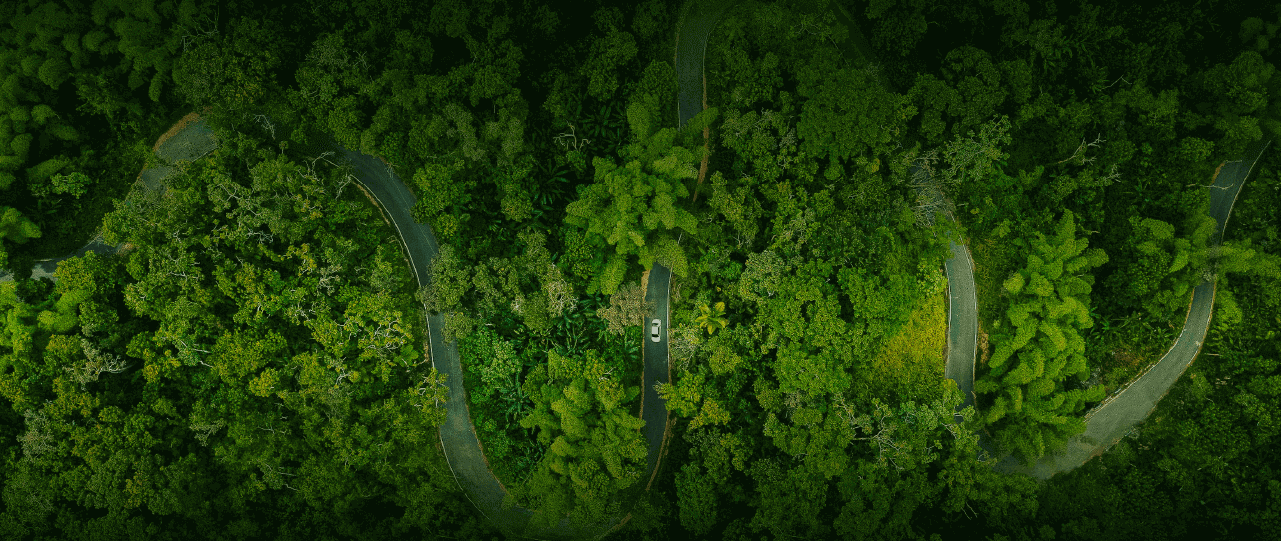 background de bosque