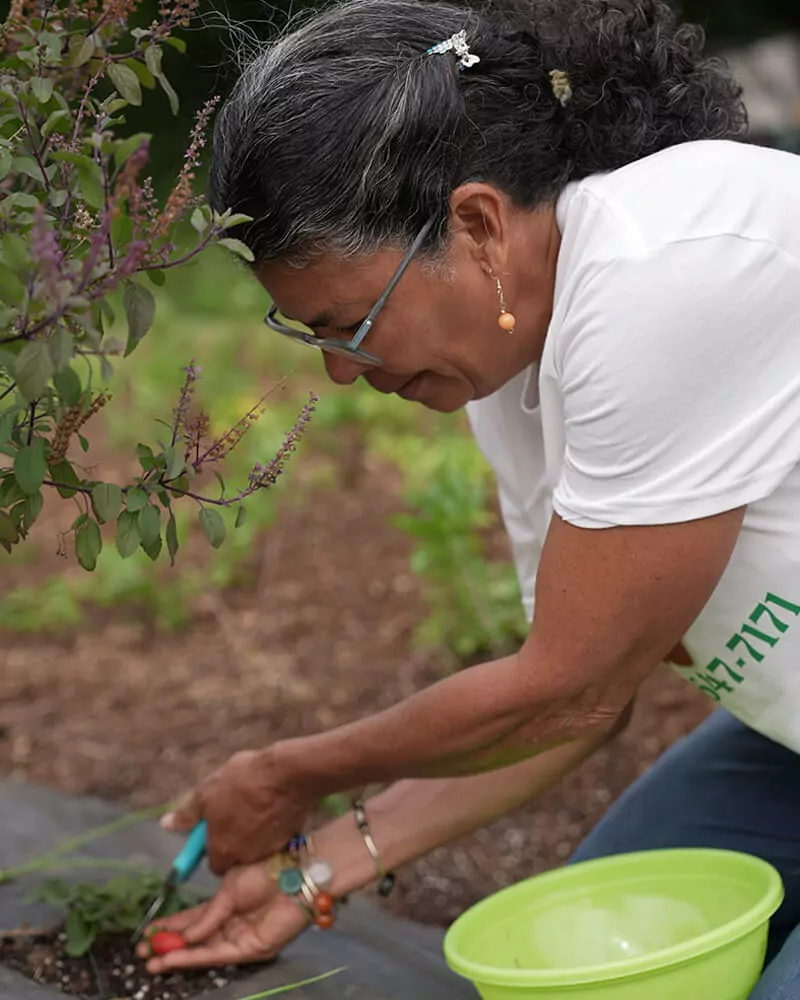 Marilyn Rosas Agroempresaria/apicultura de Fresas y Uvas Rose