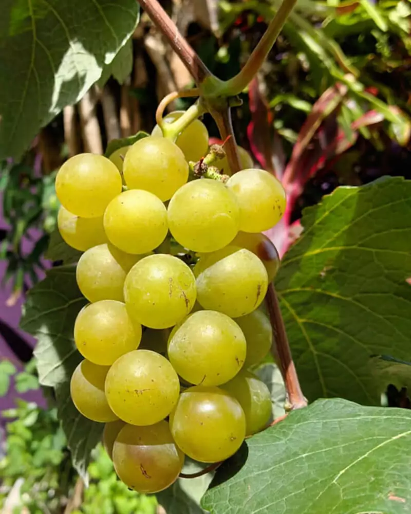 Marilyn Rosas Agroempresaria/apicultura de Fresas y Uvas Rose