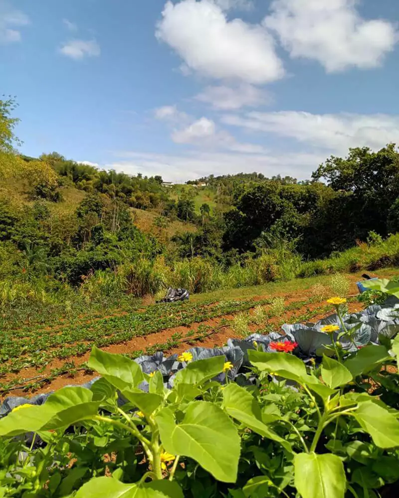 Marilyn Rosas Agroempresaria/apicultura de Fresas y Uvas Rose