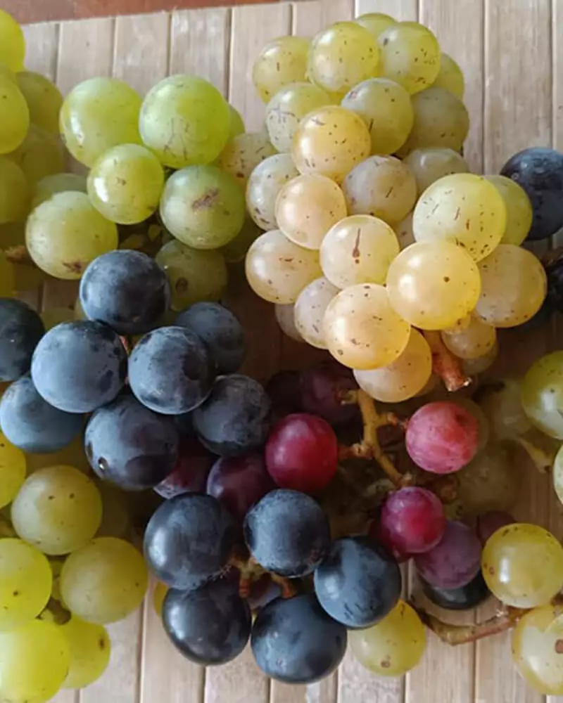 Marilyn Rosas Agroempresaria/apicultura de Fresas y Uvas Rose