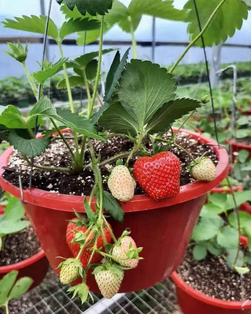 Marilyn Rosas Agroempresaria/apicultura de Fresas y Uvas Rose