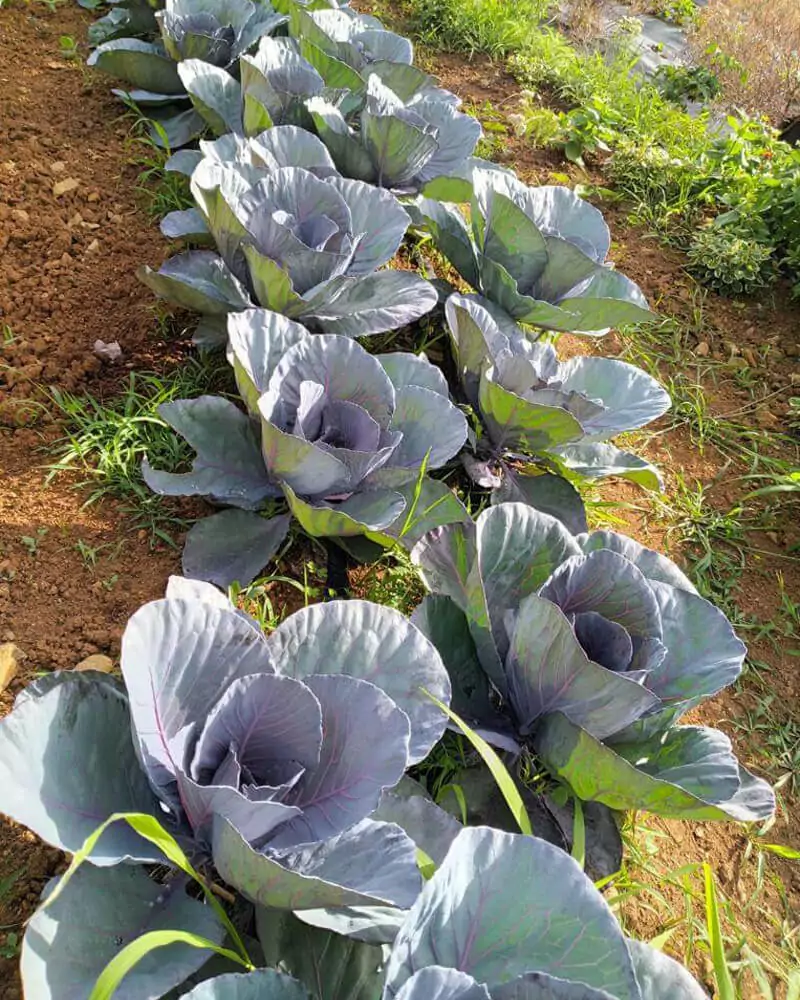 Marilyn Rosas Agroempresaria/apicultura de Fresas y Uvas Rose