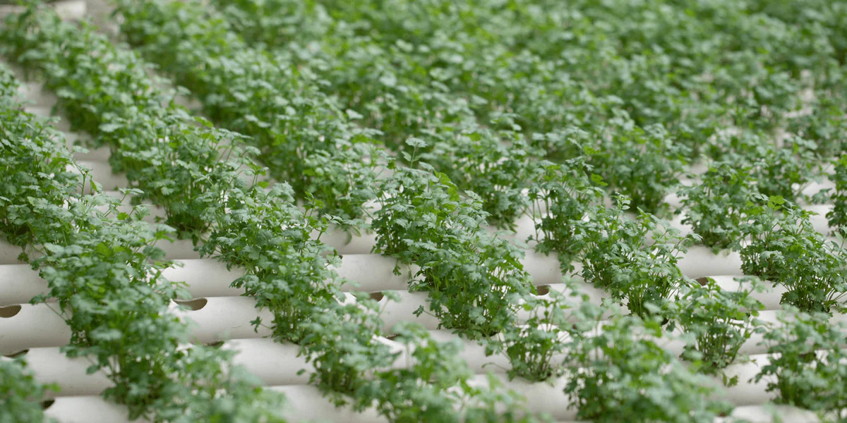 René-Gonzales-Burgos-01