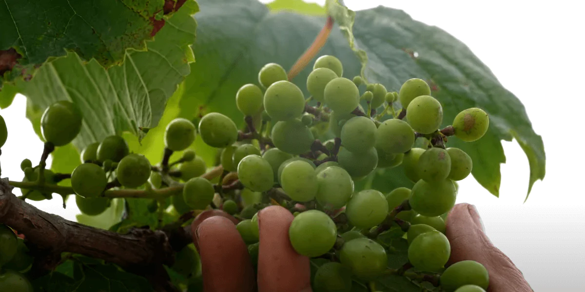 Screenshot-2023-10-25-150001