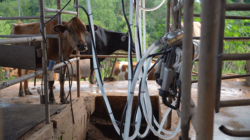 Requesón El Mocano: un renacer 100% boricua Foto 4