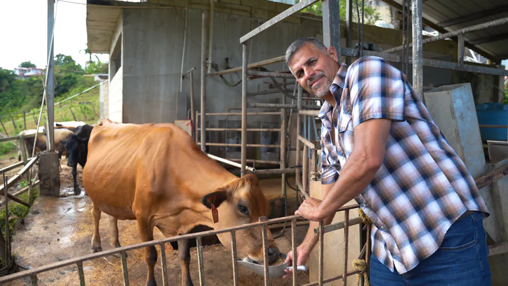 Requesón El Mocano: un renacer 100% boricua