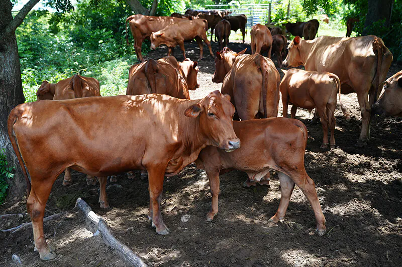 Nostra Raza Finca agroecológica diseñada y gestionada para la sostenibilidad Foto 2
