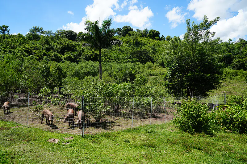 Nostra Raza Finca agroecológica diseñada y gestionada para la sostenibilidad Foto 5
