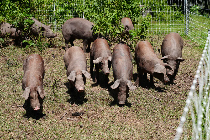 Nostra Raza Finca agroecológica diseñada y gestionada para la sostenibilidad Foto 9
