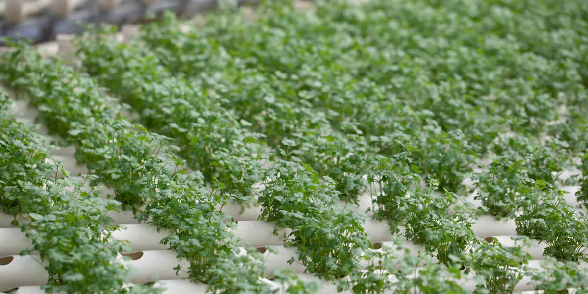 Rene-Gonzales-Burgos-01 Banner 3