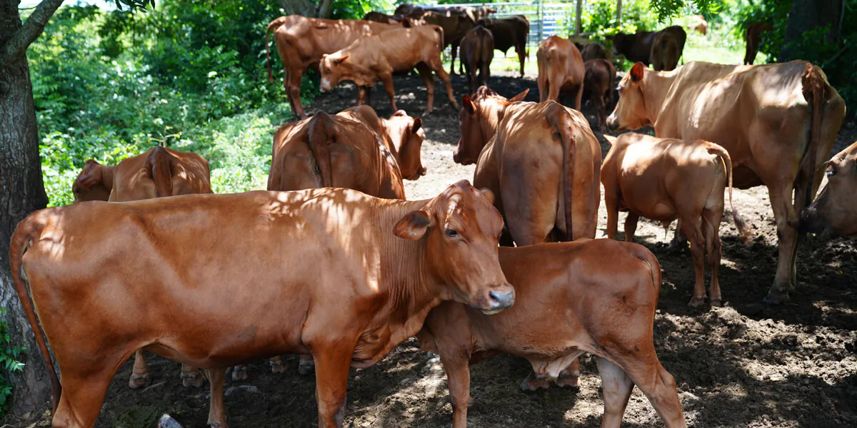 vacas Banner 5